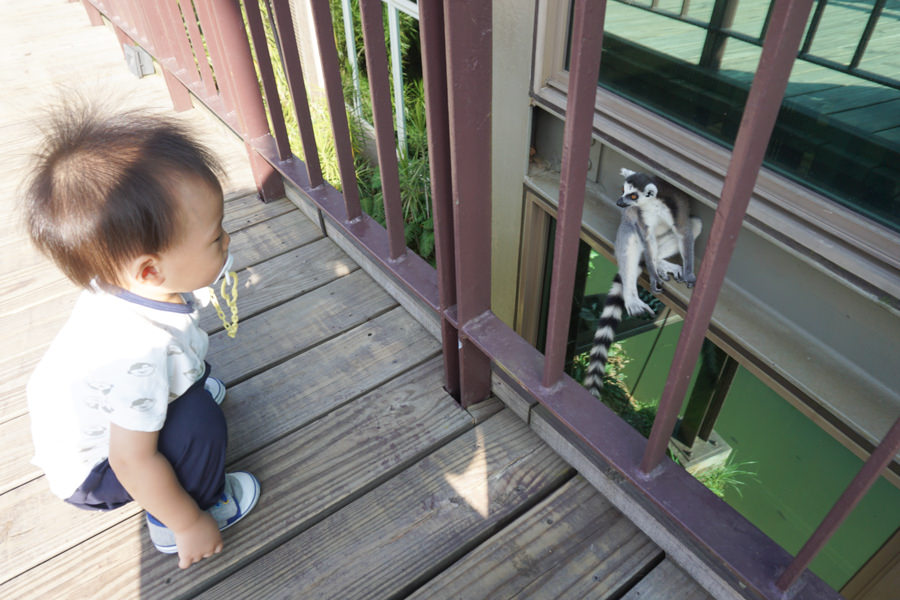 六福莊 六福村 野生動物 非洲 親子旅遊 親子住宿 (52 - 70).jpg