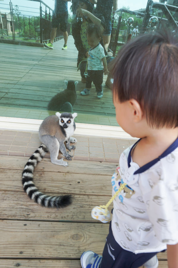 六福莊 六福村 野生動物 非洲 親子旅遊 親子住宿 (54 - 70).jpg