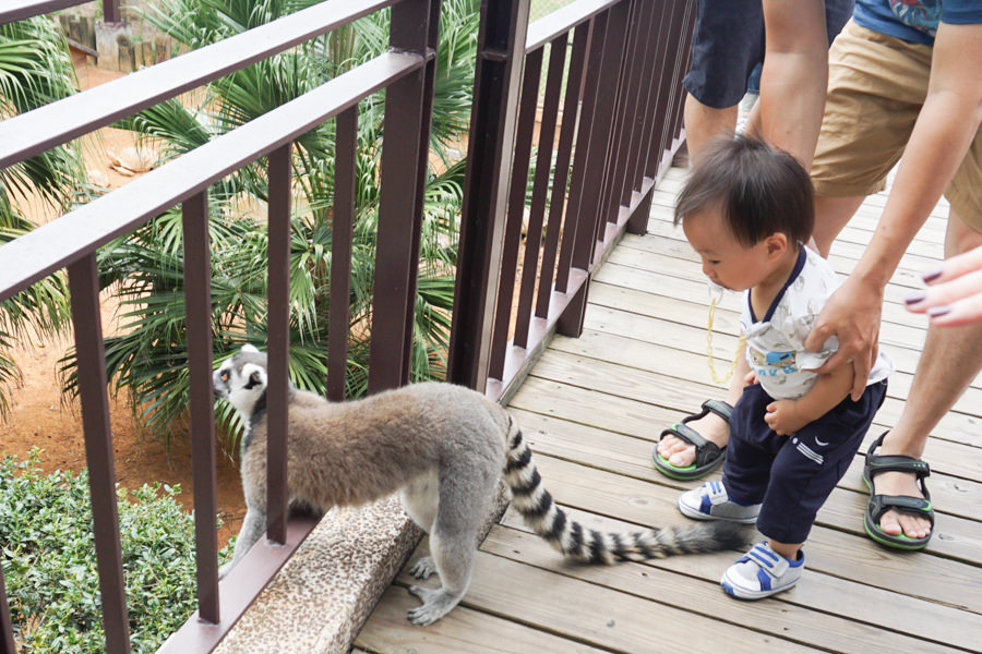 六福莊 六福村 野生動物 非洲 親子旅遊 親子住宿 (57 - 70).jpg