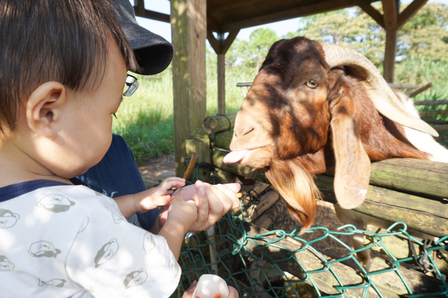 六福莊 六福村 野生動物 非洲 親子旅遊 親子住宿 (63 - 70).jpg