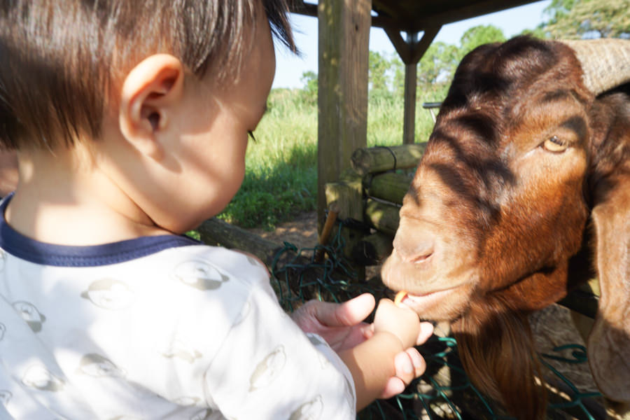 六福莊 六福村 野生動物 非洲 親子旅遊 親子住宿 (64 - 70).jpg