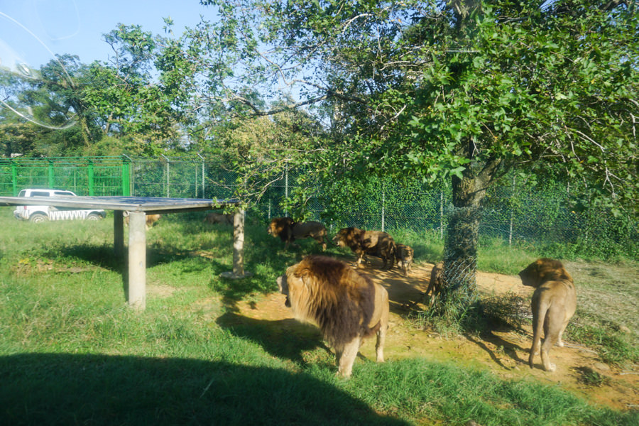 六福莊 六福村 野生動物 非洲 親子旅遊 親子住宿 (66 - 70).jpg