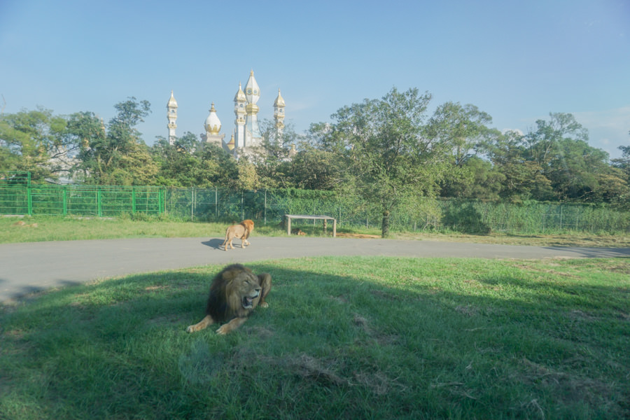 六福莊 六福村 野生動物 非洲 親子旅遊 親子住宿 (67 - 70).jpg