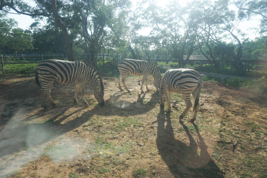 六福莊 六福村 野生動物 非洲 親子旅遊 親子住宿 (68 - 70).jpg