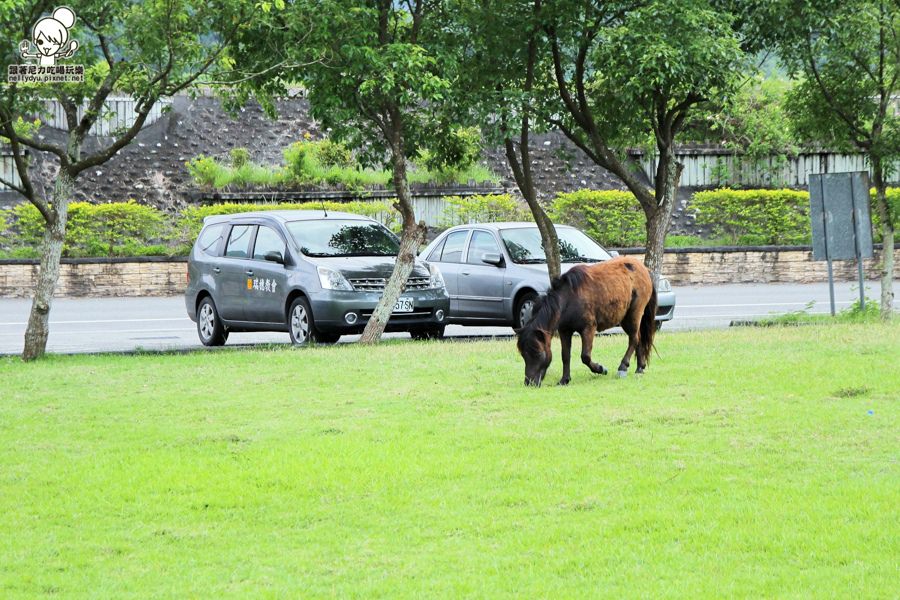 花蓮瑞穗吉蒸牧場 (4 - 19).jpg