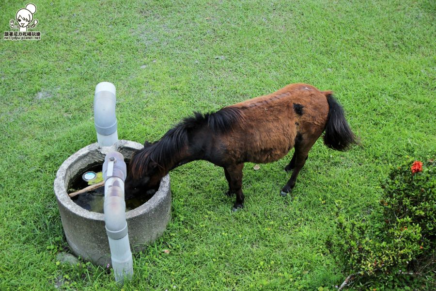 花蓮瑞穗吉蒸牧場 (5 - 19).jpg