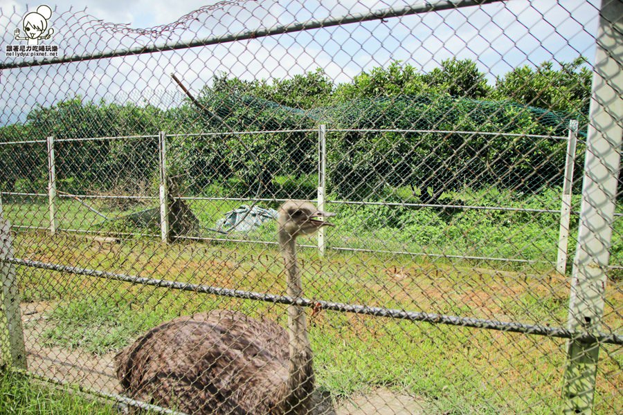 花蓮瑞穗吉蒸牧場 (15 - 19).jpg