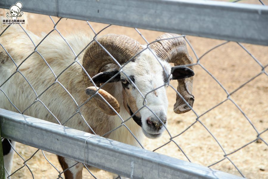 花蓮瑞穗吉蒸牧場 (16 - 19).jpg