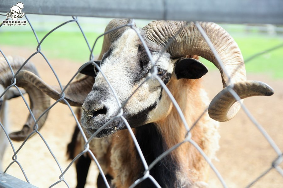 花蓮瑞穗吉蒸牧場 (17 - 19).jpg