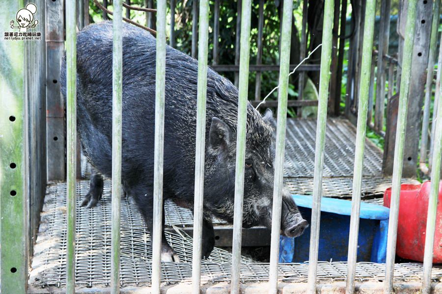 花蓮瑞穗吉蒸牧場 (18 - 19).jpg