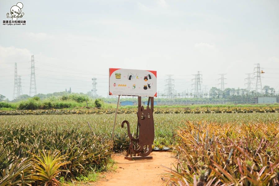 旺萊山鳳梨酥 鳳梨 民雄旅遊  (26 - 52).jpg