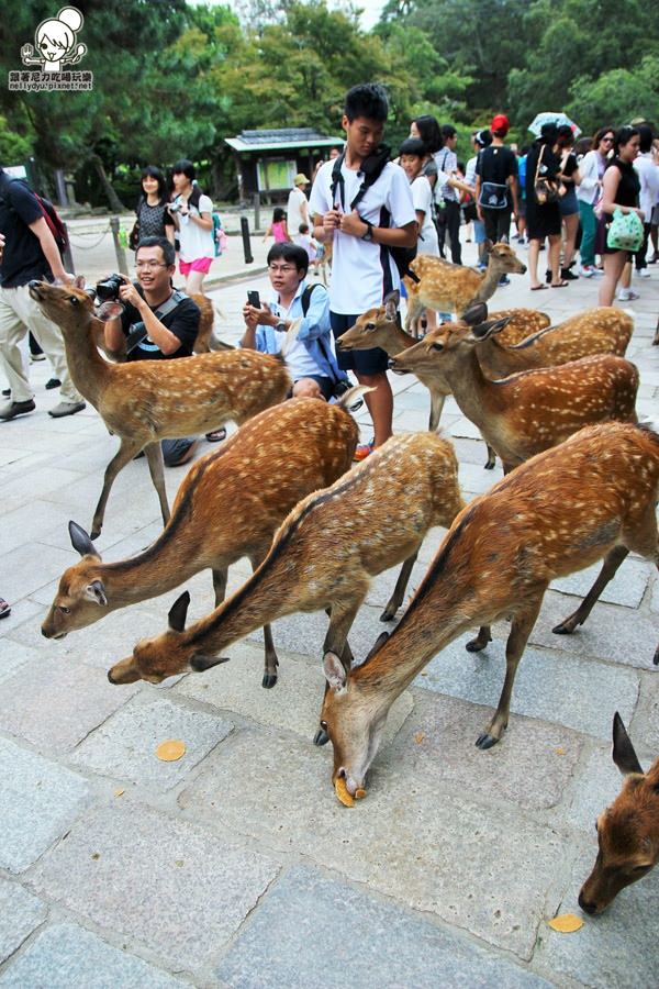 日本旅遊04.JPG
