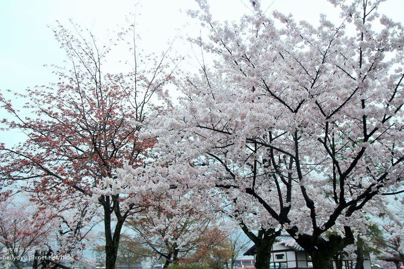 嵐山渡月橋 嵯峨野觀光小火車22.JPG