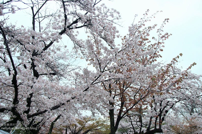 嵐山渡月橋 嵯峨野觀光小火車21.JPG