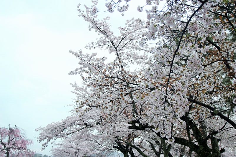 嵐山渡月橋 嵯峨野觀光小火車26.JPG