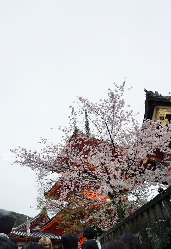 日本賞櫻 清水寺06.JPG