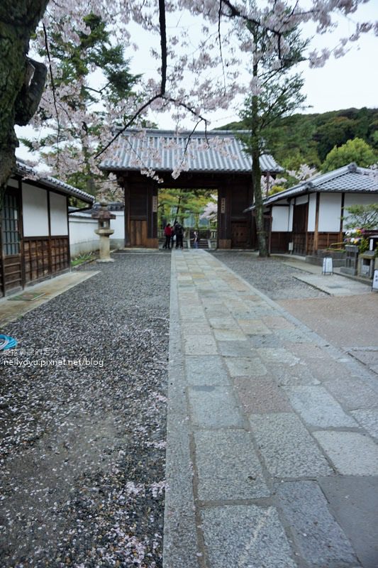 日本賞櫻 清水寺10.JPG