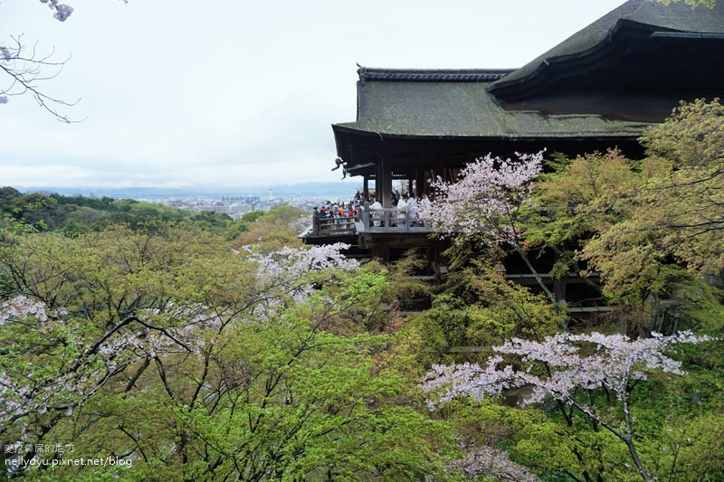 日本賞櫻 清水寺12.JPG