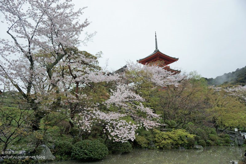 日本賞櫻 清水寺19.JPG