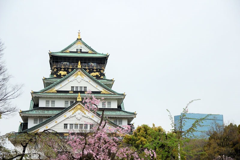 日本賞櫻-大阪城公園25.JPG