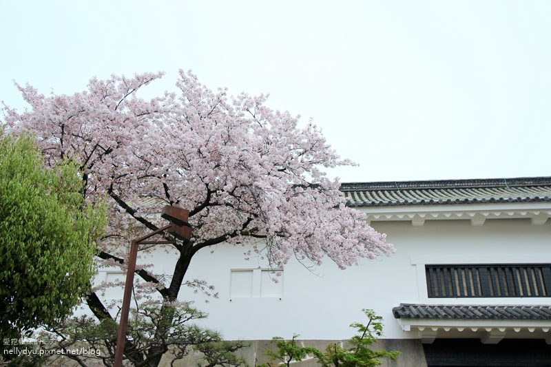 日本賞櫻-大阪城公園09.JPG