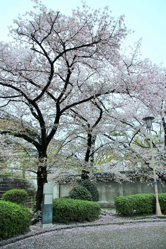 日本賞櫻-大阪城公園11.JPG