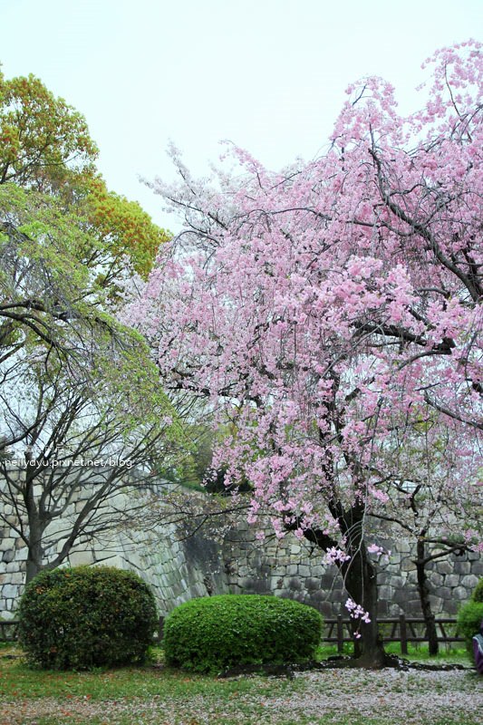 日本賞櫻-大阪城公園12.JPG