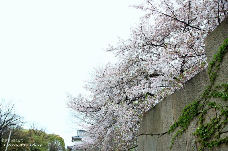 日本賞櫻-大阪城公園14.JPG