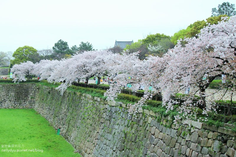 日本賞櫻-大阪城公園21.JPG