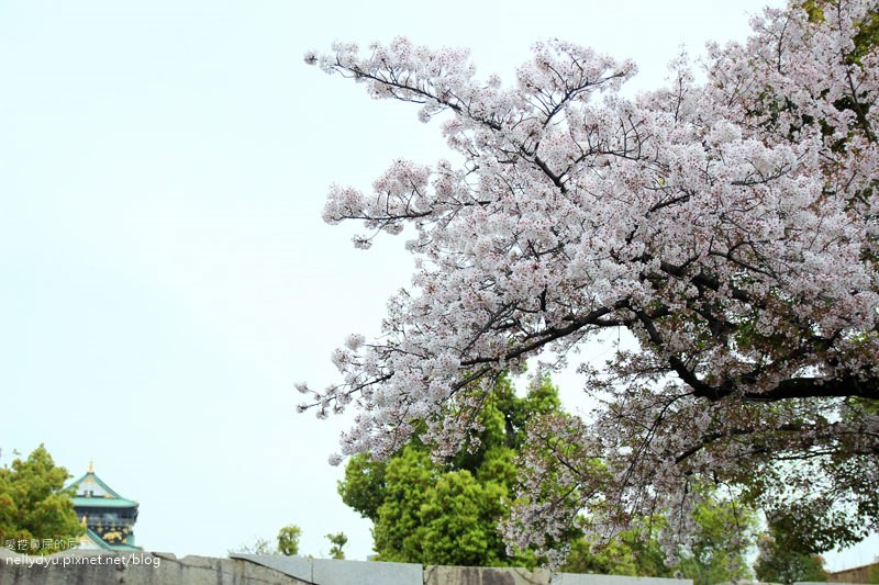 日本賞櫻-大阪城公園22.JPG