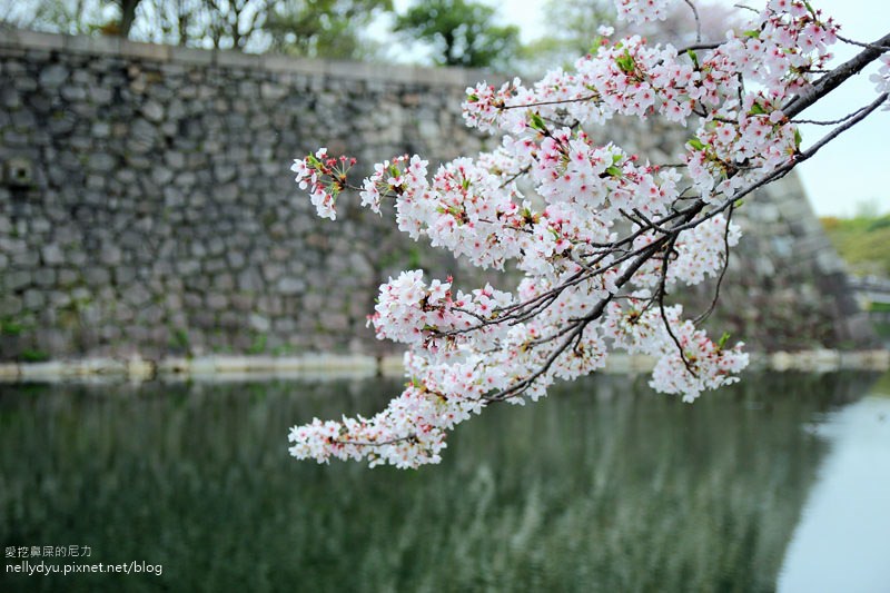 日本賞櫻-大阪城公園30.JPG