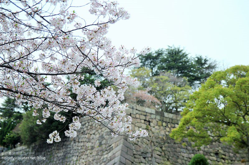 日本賞櫻-大阪城公園29.JPG