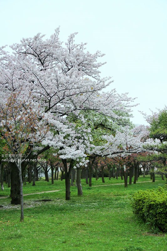 日本賞櫻-大阪城公園32.JPG