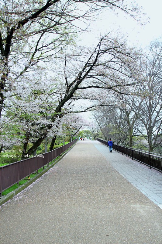 日本賞櫻-大阪城公園31.JPG