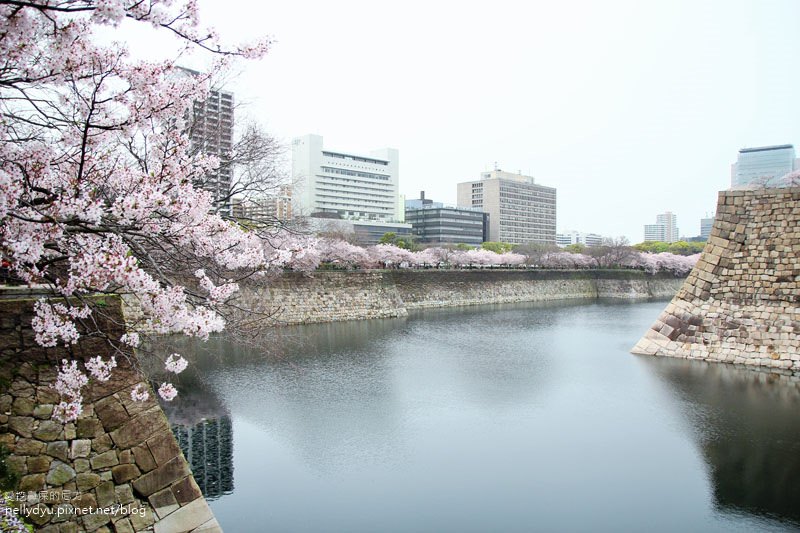 日本賞櫻-大阪城公園35.JPG