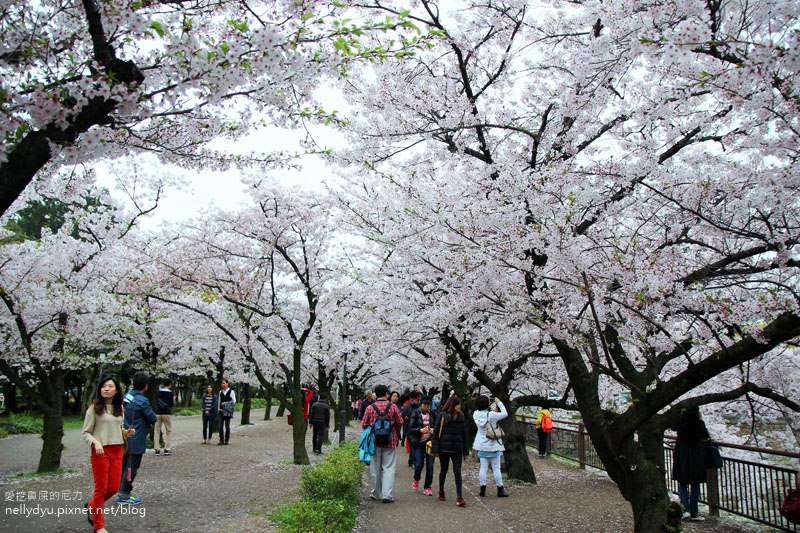 日本賞櫻-大阪城公園36.JPG