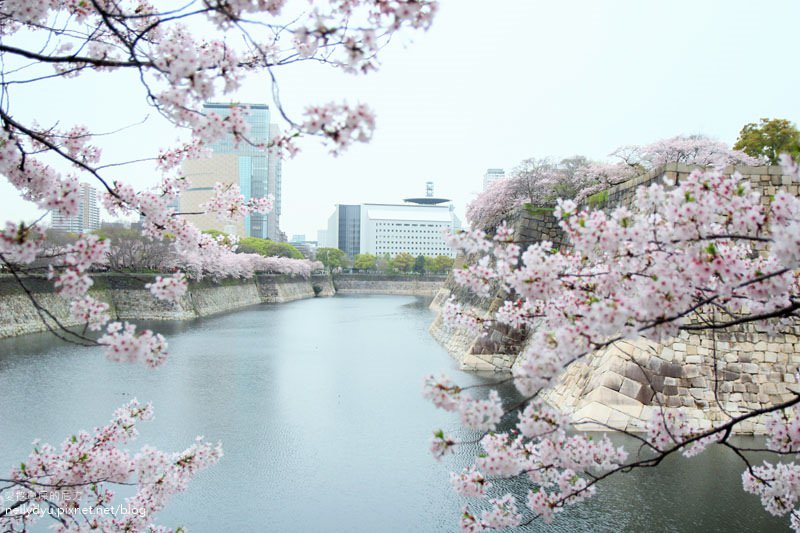 日本賞櫻-大阪城公園37.JPG