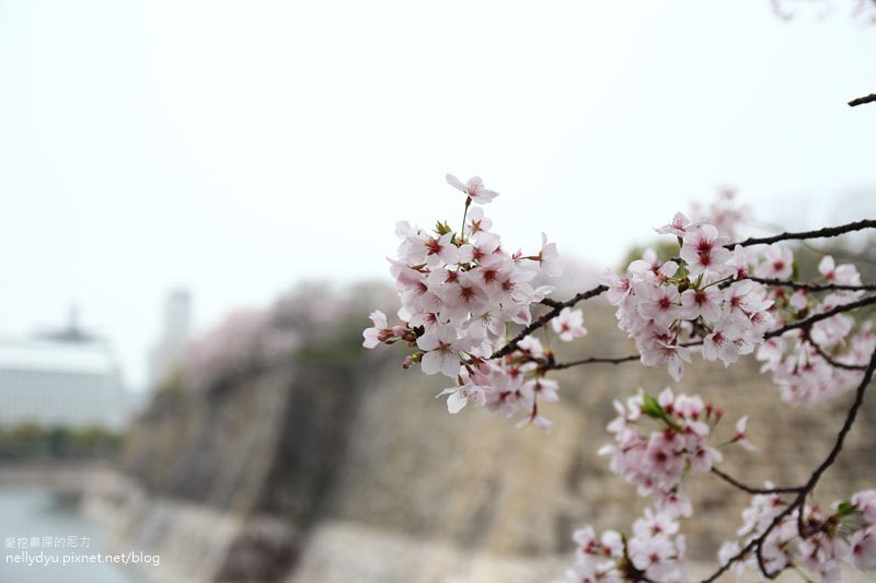 日本賞櫻-大阪城公園38.JPG