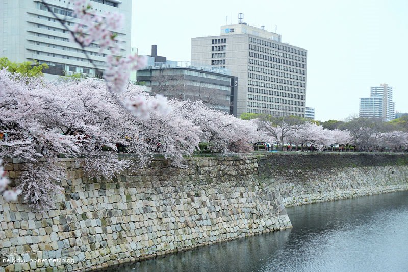 日本賞櫻-大阪城公園39.JPG