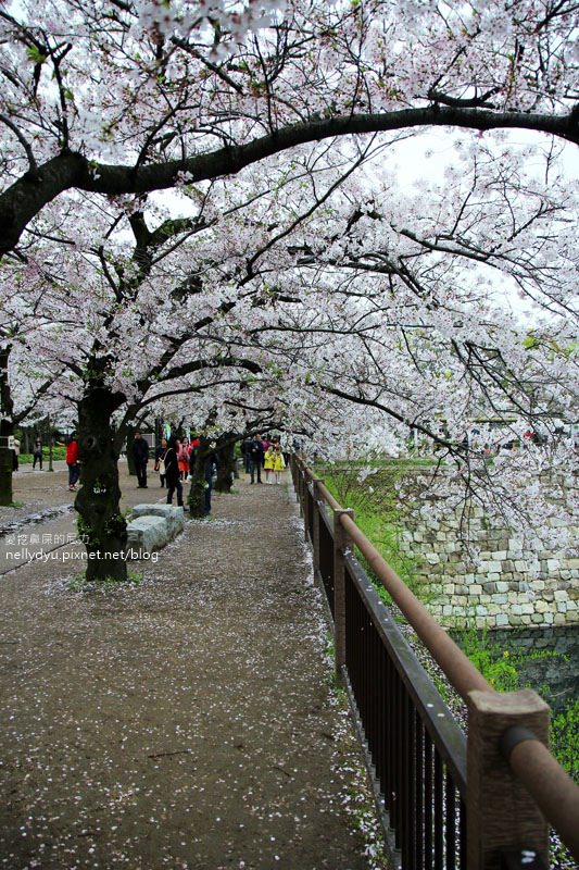 日本賞櫻-大阪城公園40.JPG