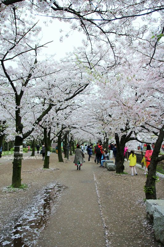 日本賞櫻-大阪城公園42.JPG