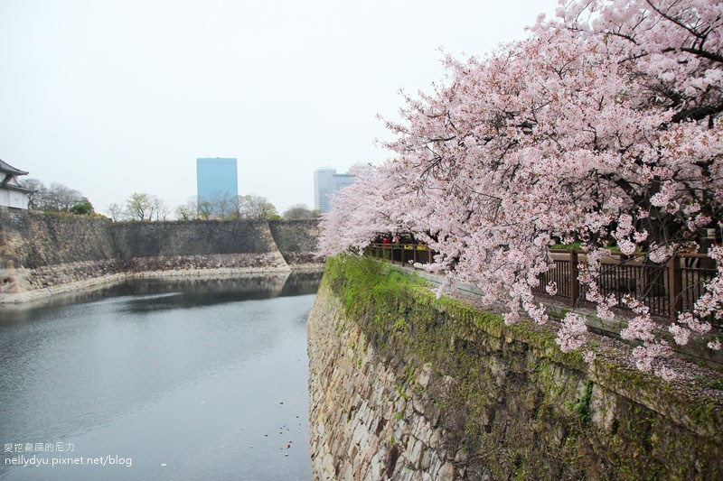 日本賞櫻-大阪城公園46.JPG