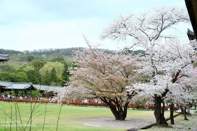 東大寺、奈良公園20.JPG