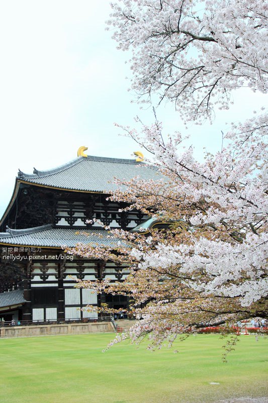 東大寺、奈良公園22.JPG