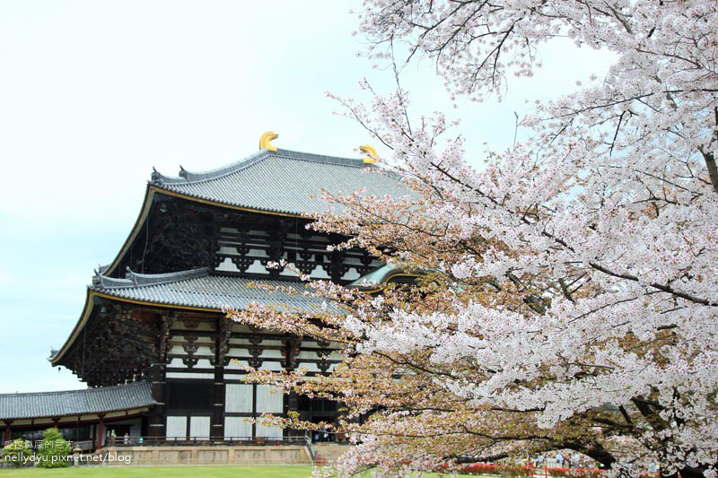 東大寺、奈良公園21.JPG