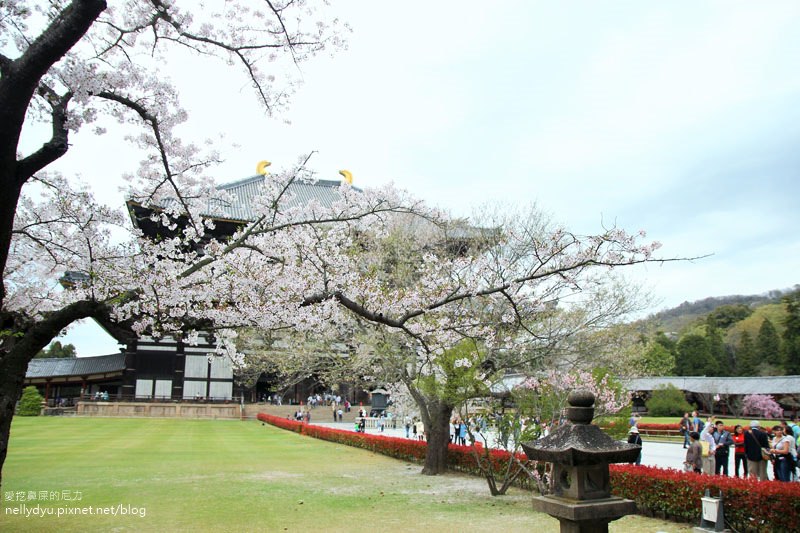 東大寺、奈良公園23.JPG