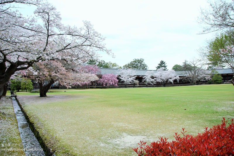 東大寺、奈良公園24.JPG