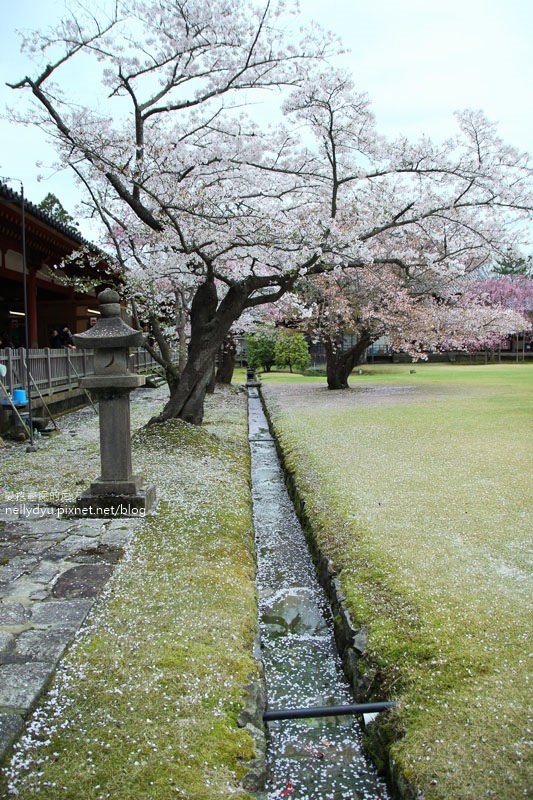 東大寺、奈良公園25.JPG