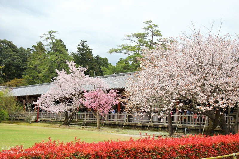 東大寺、奈良公園27.JPG