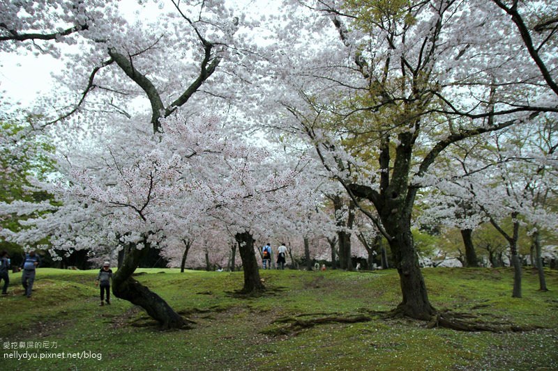 東大寺、奈良公園29.JPG